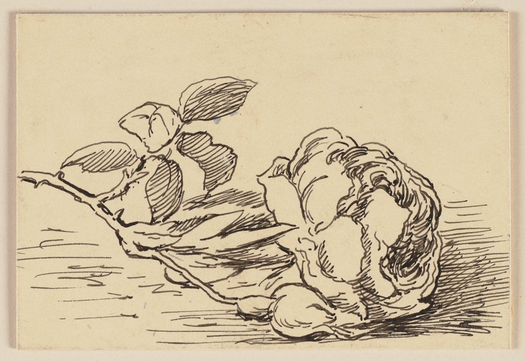 Zeichnung zur Fibel: Rose