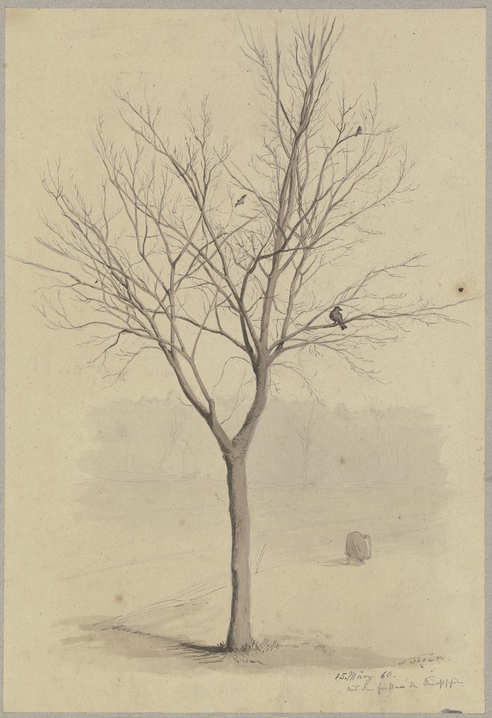 Kahler Baum mit Vögeln