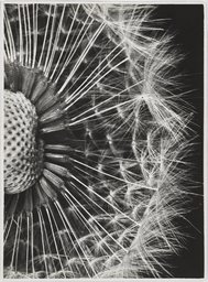 Fred Koch; zugeschrieben, Löwenzahn, Pusteblume, Taraxacum officinalis, 1933 – 1935