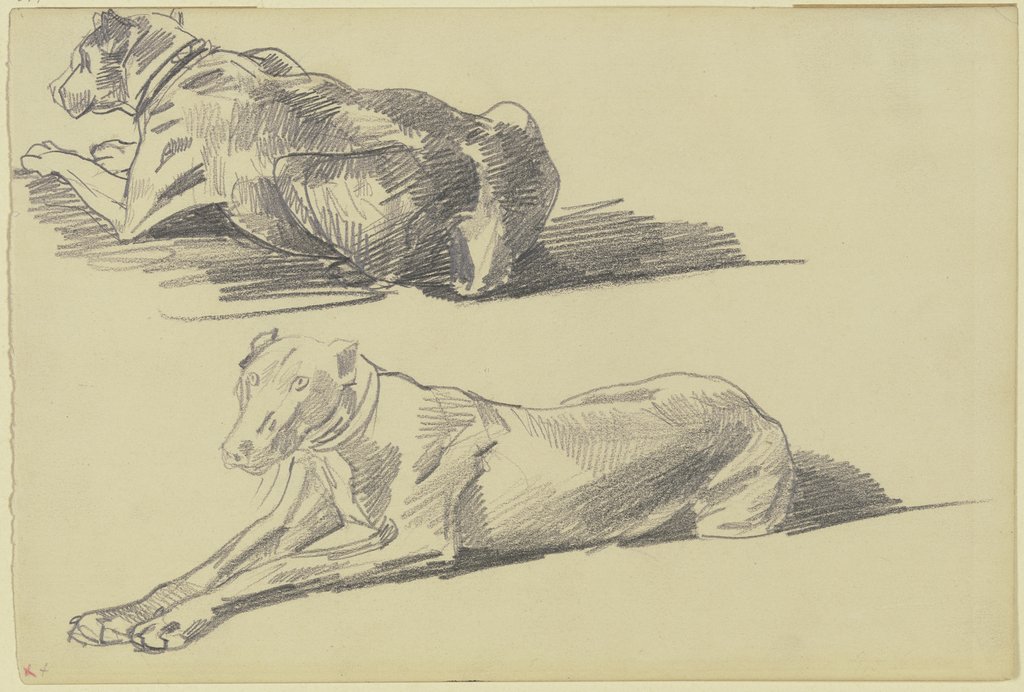 Studienblatt: Die Dogge Cäsar, liegend nach links