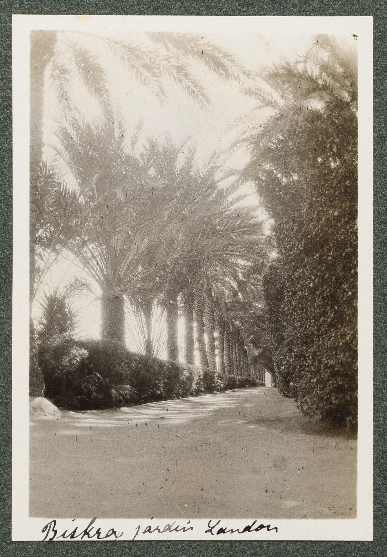 Der Landon Garten in Biskra