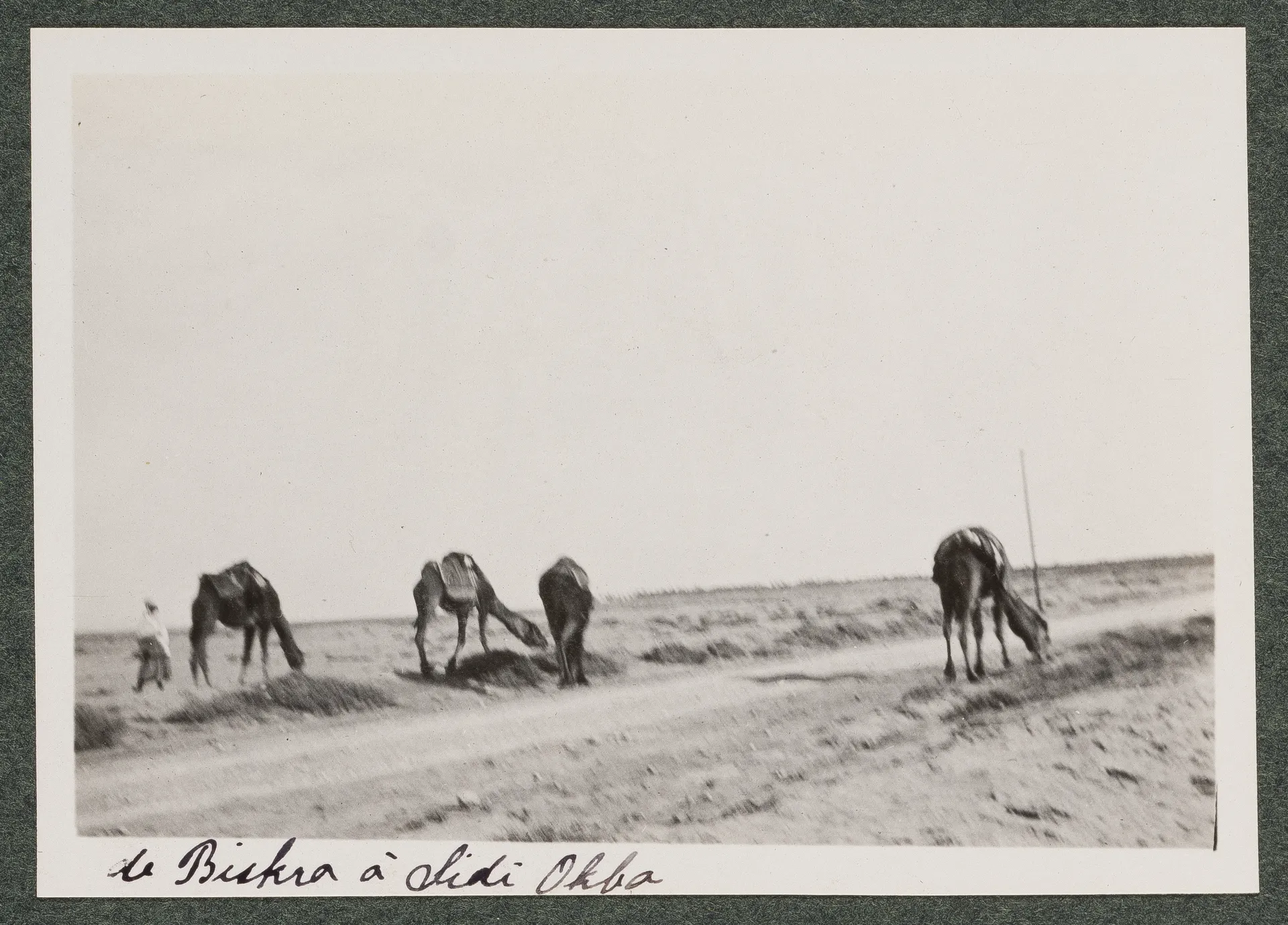 Dromedare in der Wüste zwischen Biskra und Sidi Okba