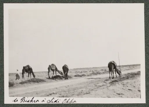 Dromedare in der Wüste zwischen Biskra und Sidi Okba