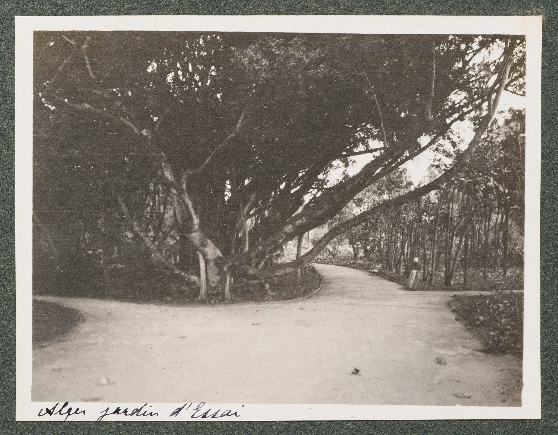 Der botanische Garten Hamma in Algier