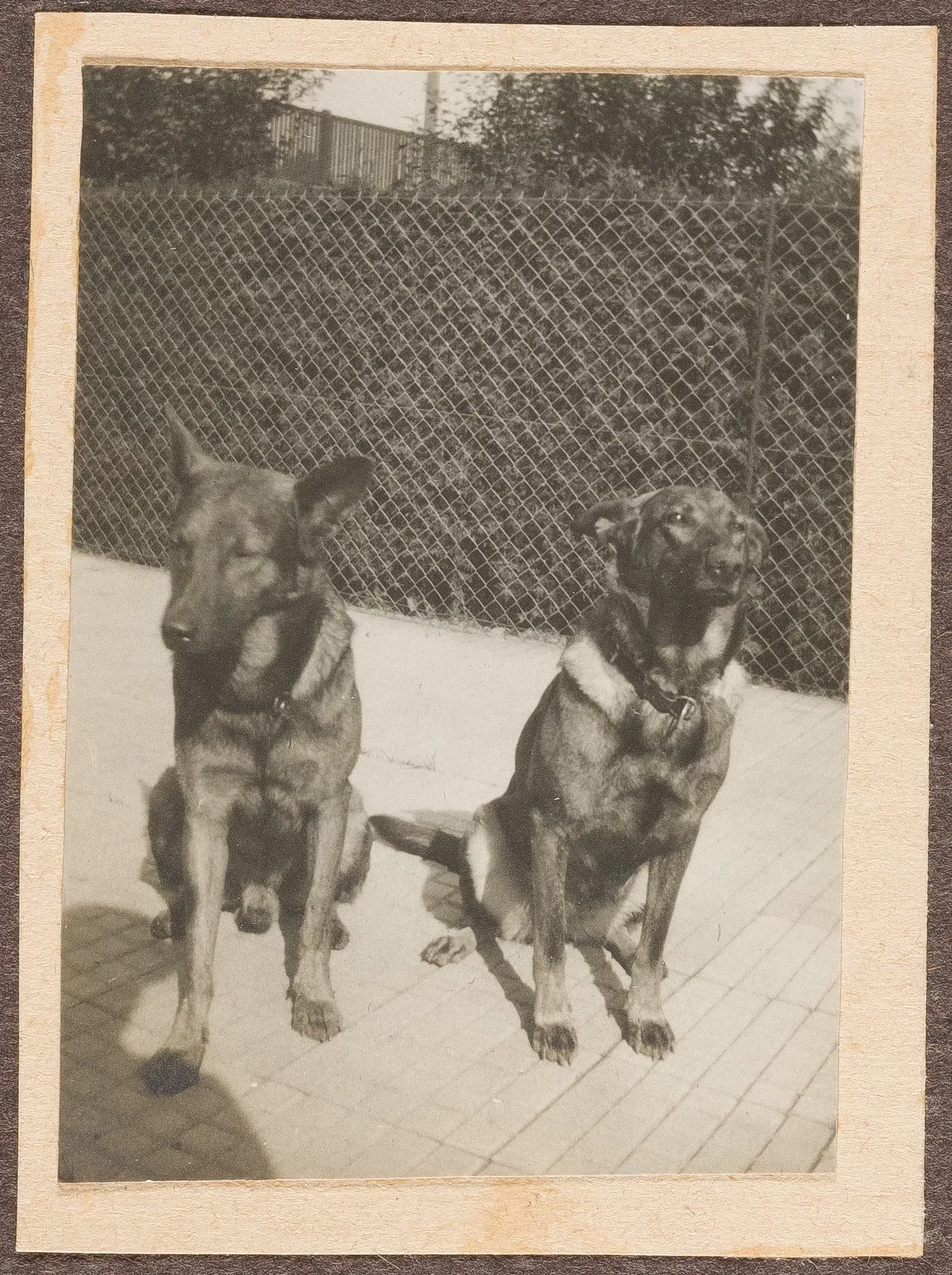 Die Hunde von Ottilie W. Roederstein und Elisabeth H. Winterhalter, Hofheim am Taunus