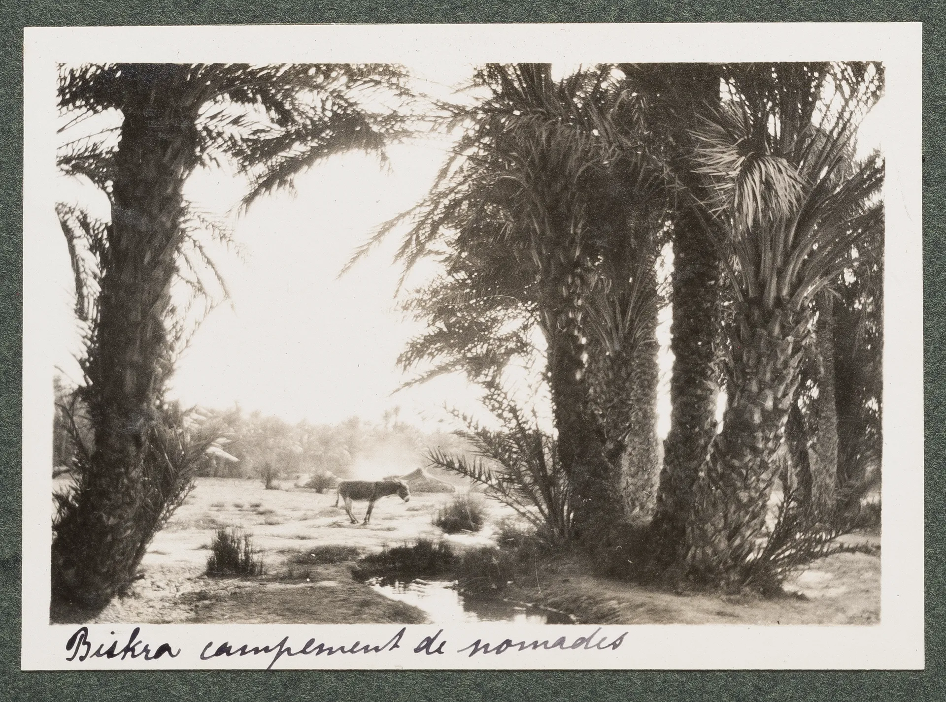 Nomadenlager in Biskra