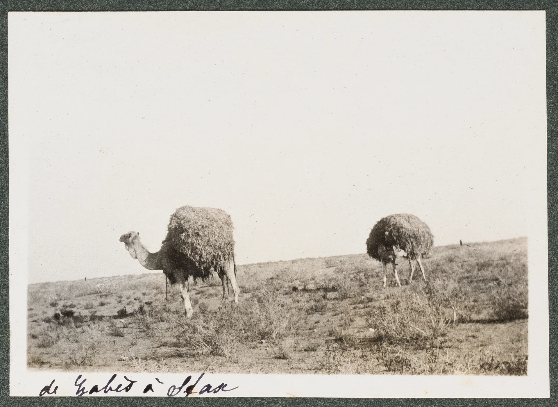 Dromedare, zwischen Gabès und Sfax