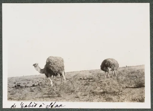 Dromedare, zwischen Gabès und Sfax