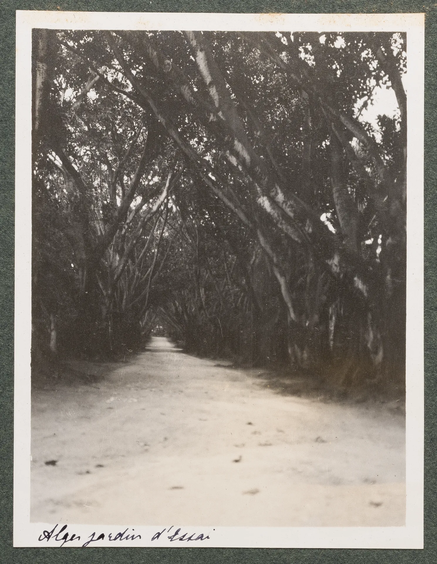 Der botanische Garten Hamma in Algier