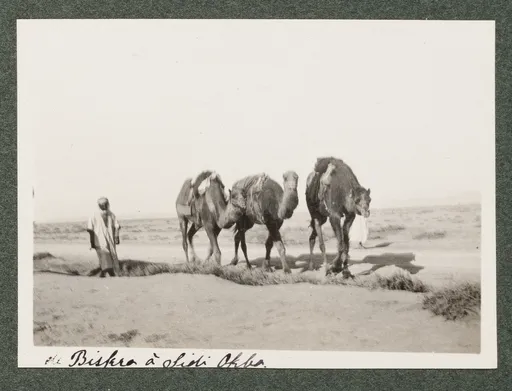 Zwischen Biskra und Sidi Okba