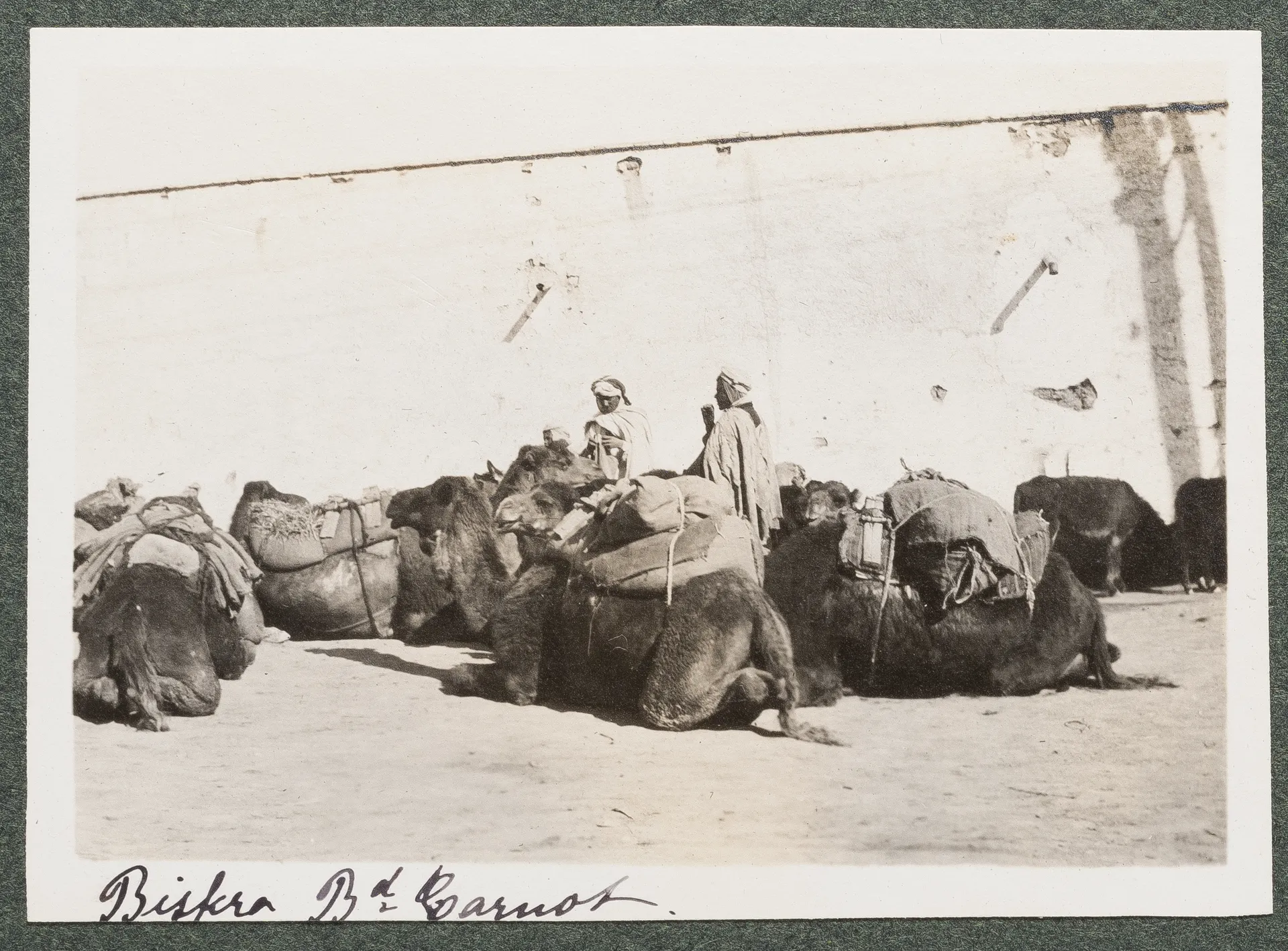 Dromedare auf dem Boulevard Carnot, Biskra