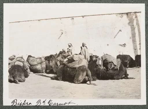 Dromedare auf dem Boulevard Carnot, Biskra