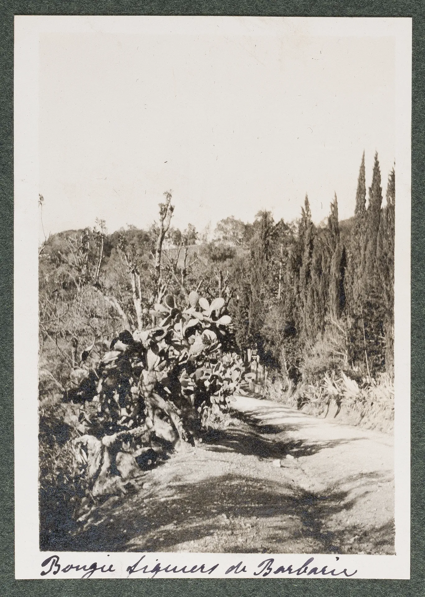 Landschaft mit Kakteen in Bejaïa