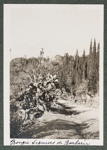 Landschaft mit Kakteen in Bejaïa