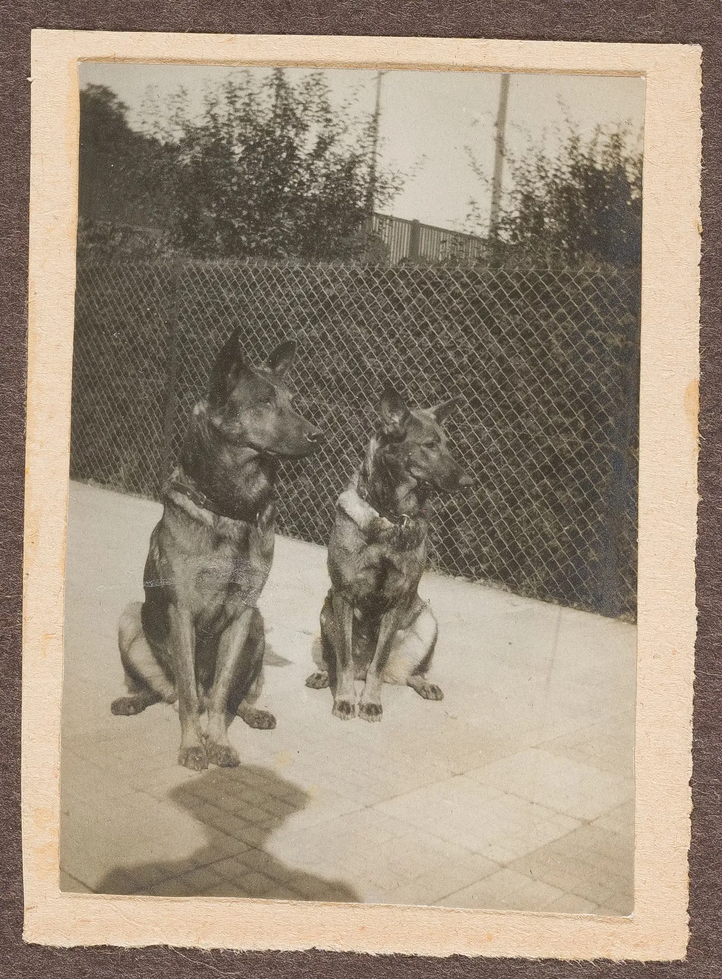 Die Hunde von Ottilie W. Roederstein und Elisabeth H. Winterhalter, Hofheim am Taunus