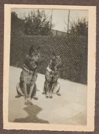 Die Hunde von Ottilie W. Roederstein und Elisabeth H. Winterhalter, Hofheim am Taunus