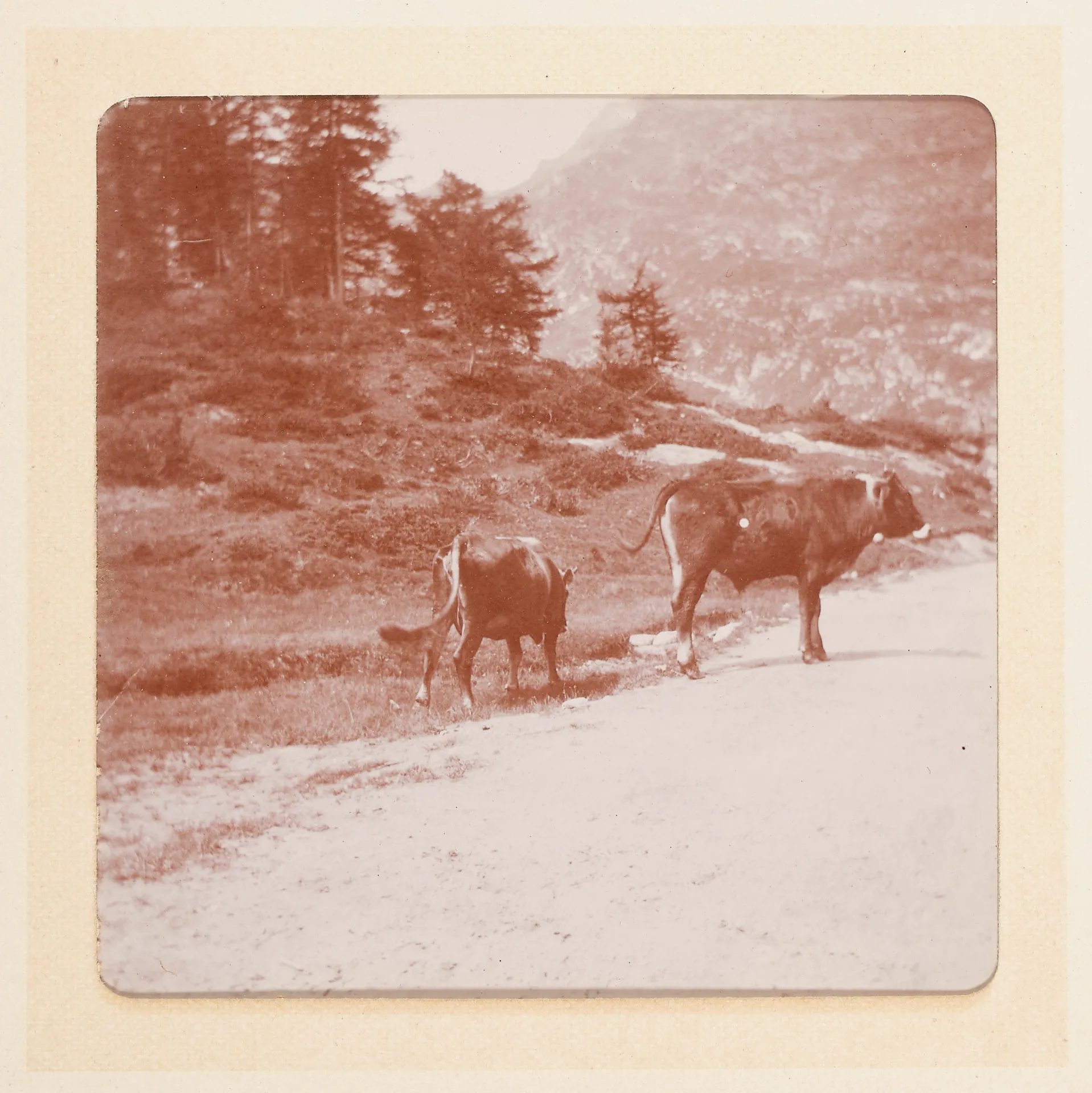 Schweizer Landschaft mit Kühen