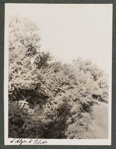 Landschaft zwischen Algier und Blida