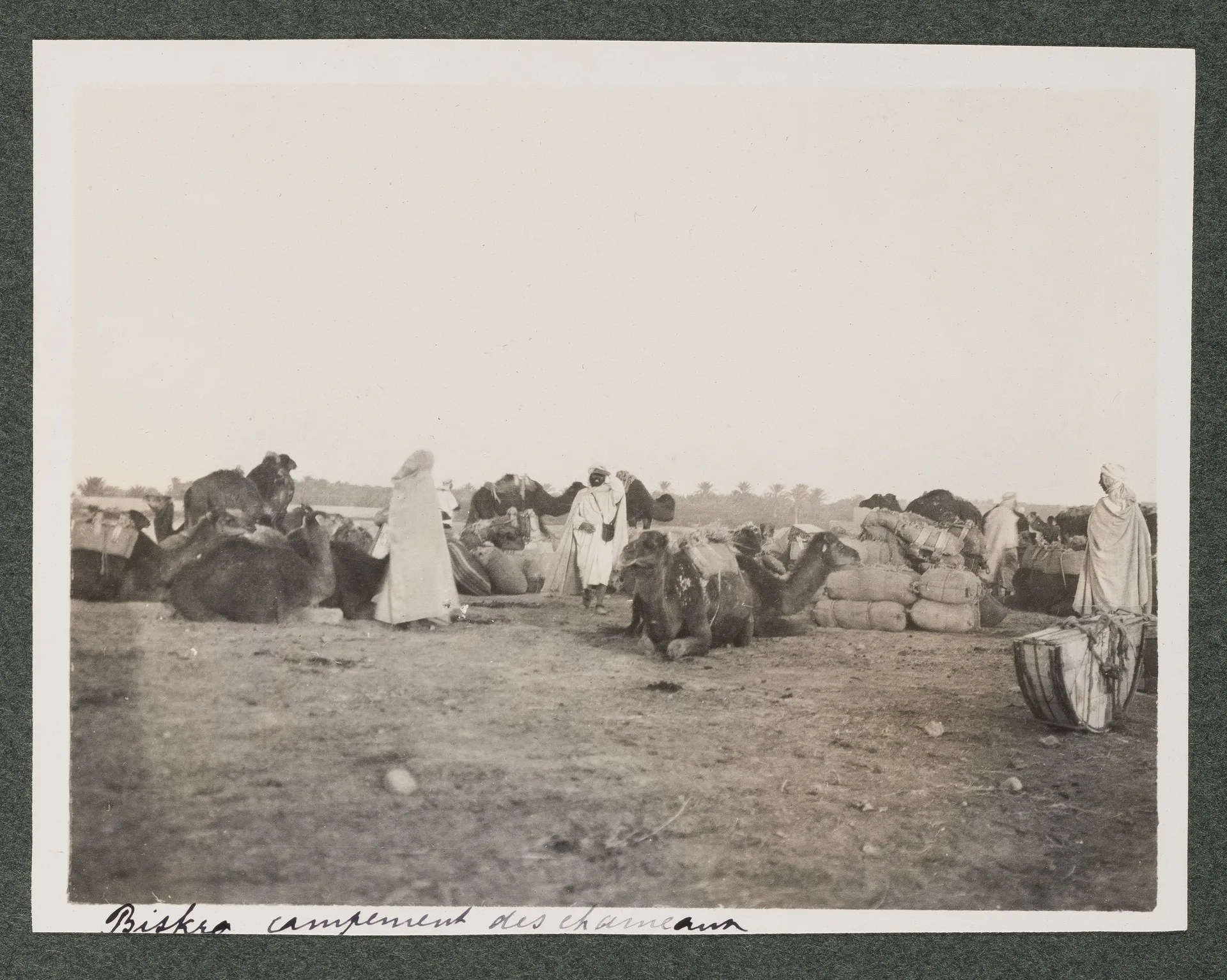 Dromedare in Biskra