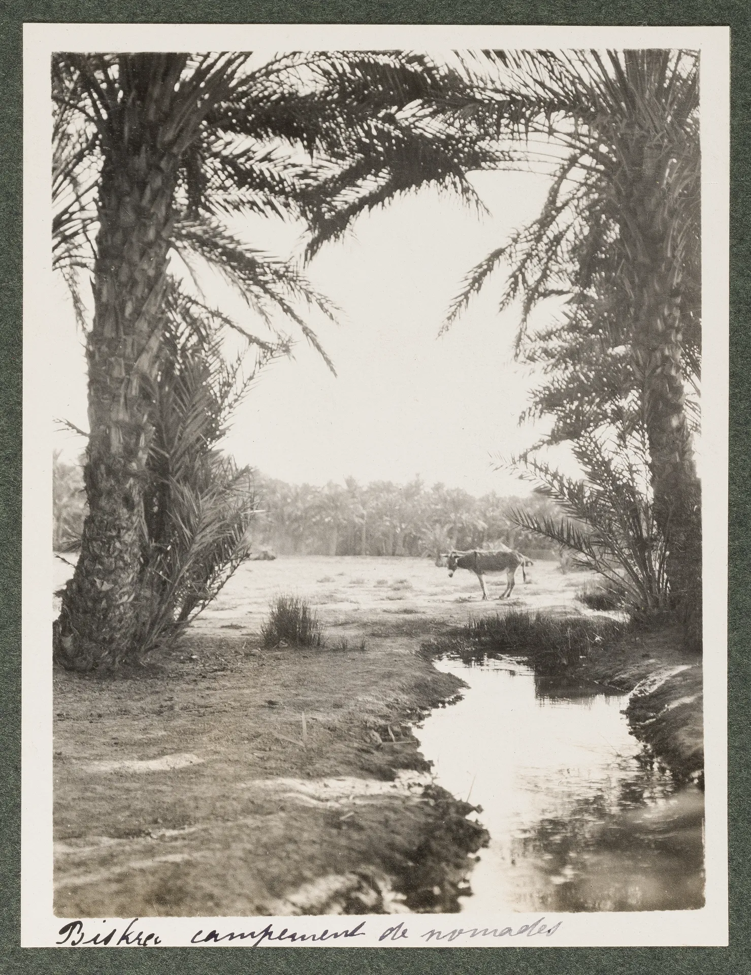 Nomadenlager in Biskra