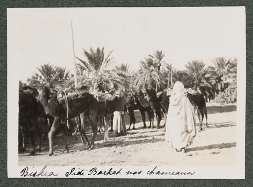 Dromedare in Sidi Barkat, Biskra