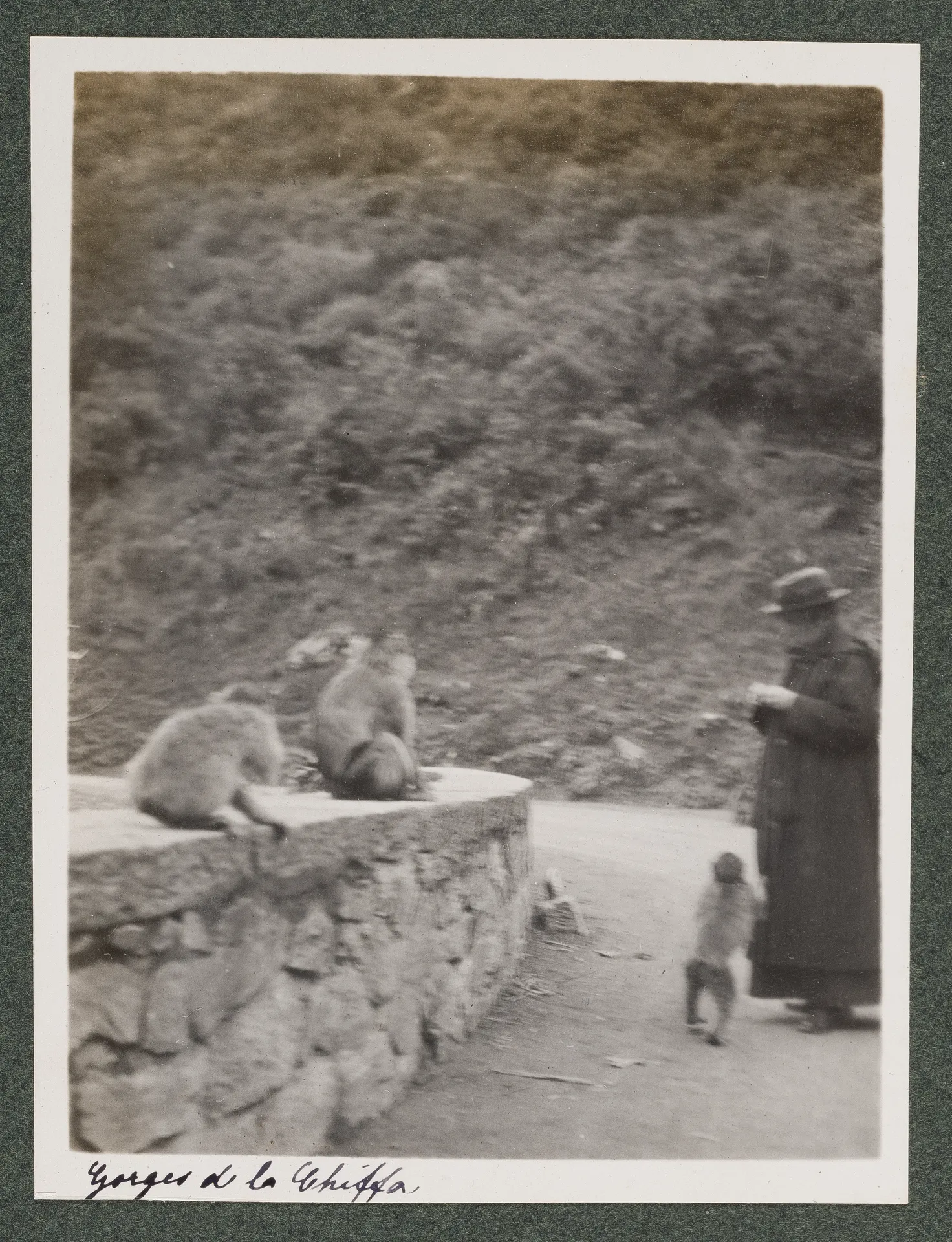 Ottilie W. Roederstein beim Affenfüttern in den Gorges de la Chiffa