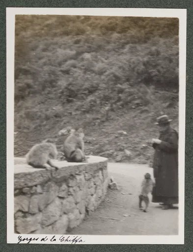 Ottilie W. Roederstein beim Affenfüttern in den Gorges de la Chiffa