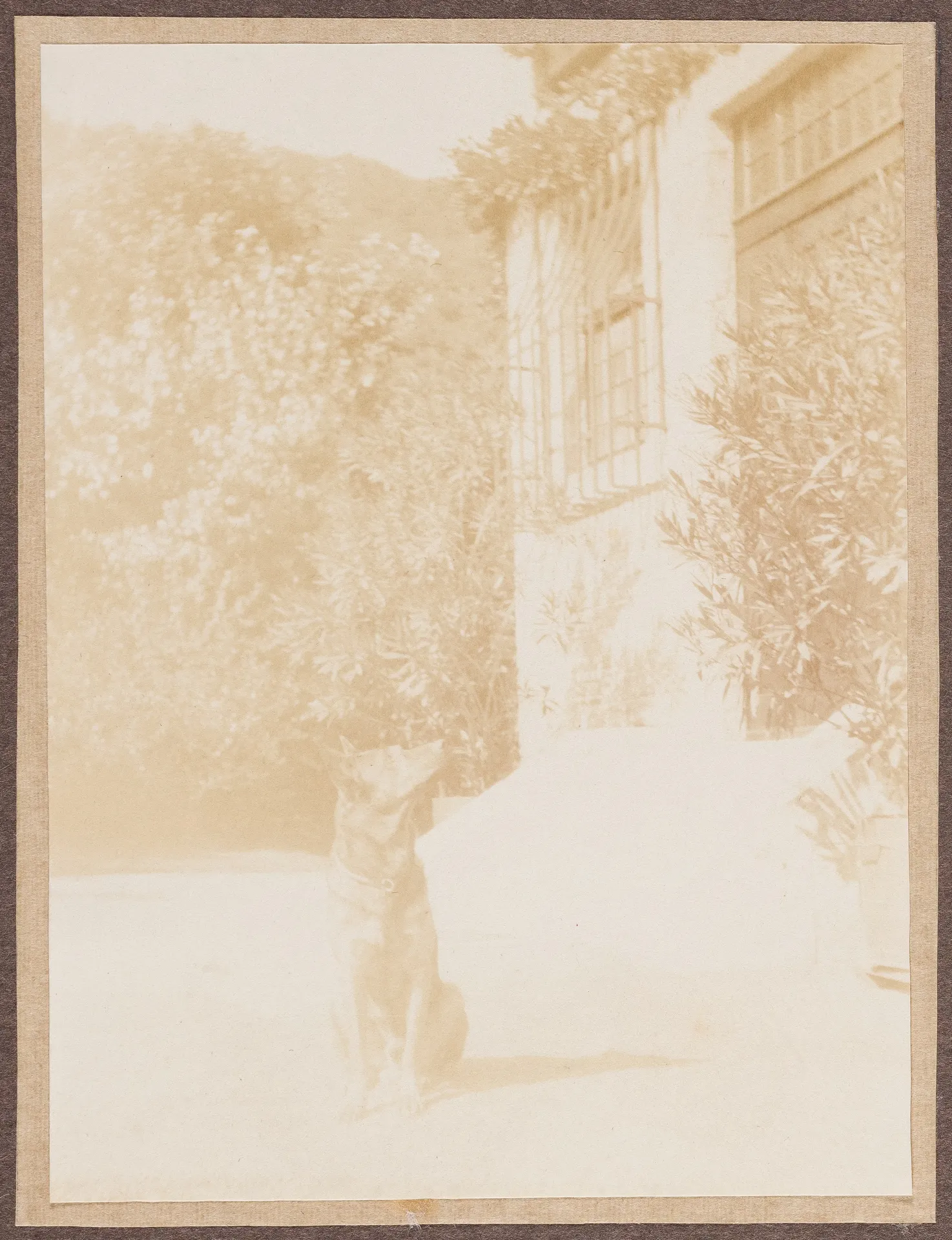 Der Hund von Ottilie W. Roederstein und Elisabeth H. Winterhalter vor deren Haus, Hofheim am Taunus