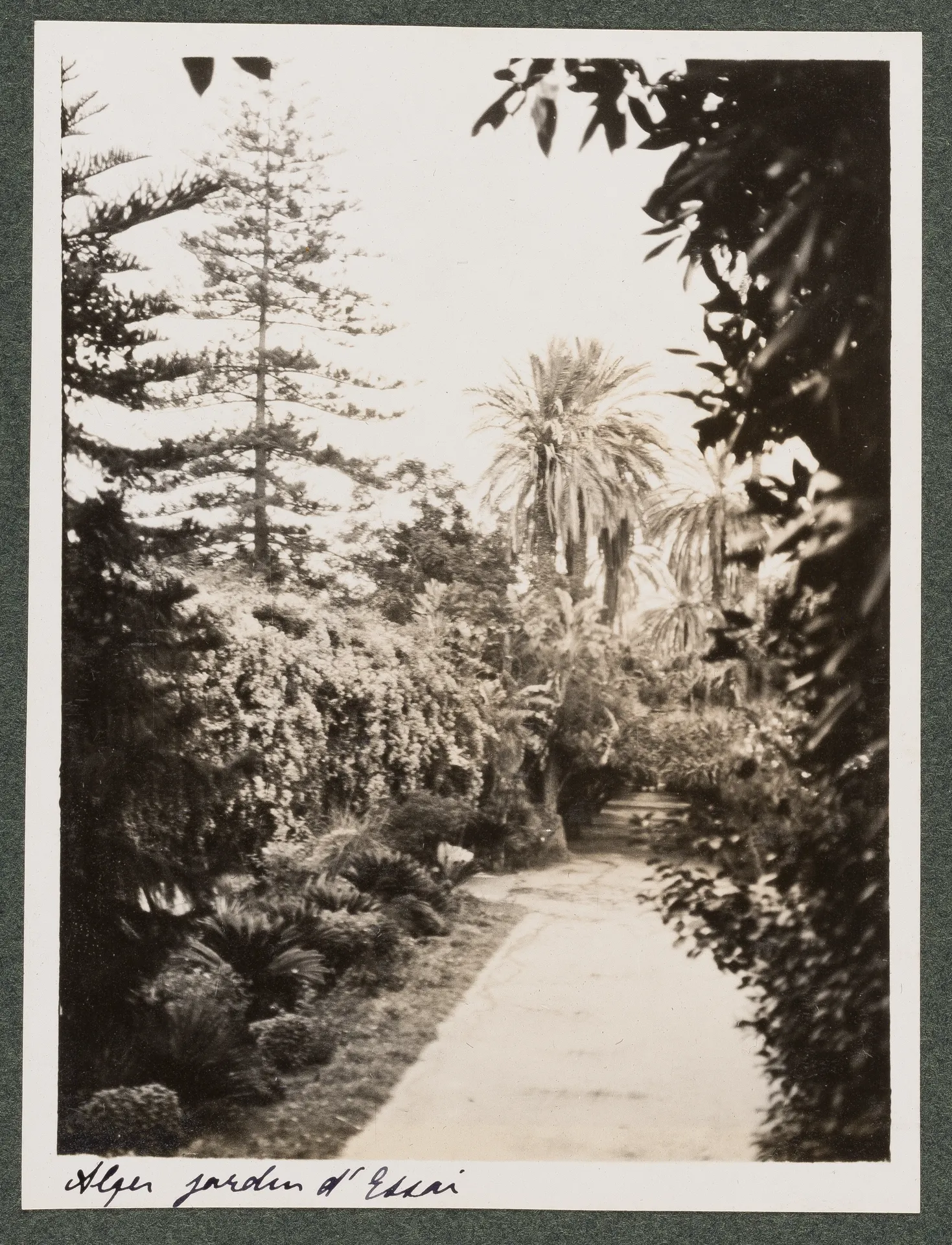 Der botanische Garten Hamma in Algier