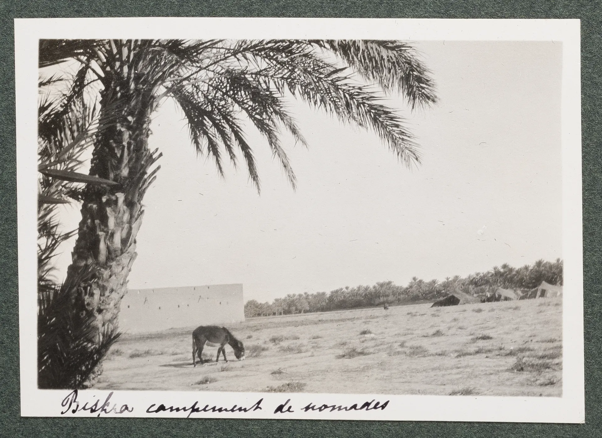 Nomadenlager in Biskra