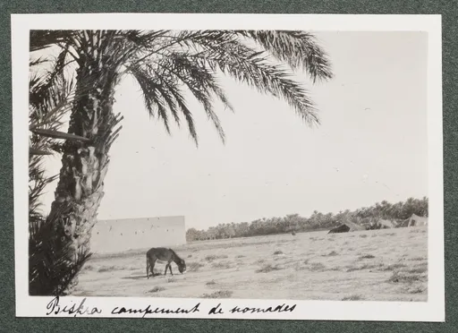 Nomadenlager in Biskra