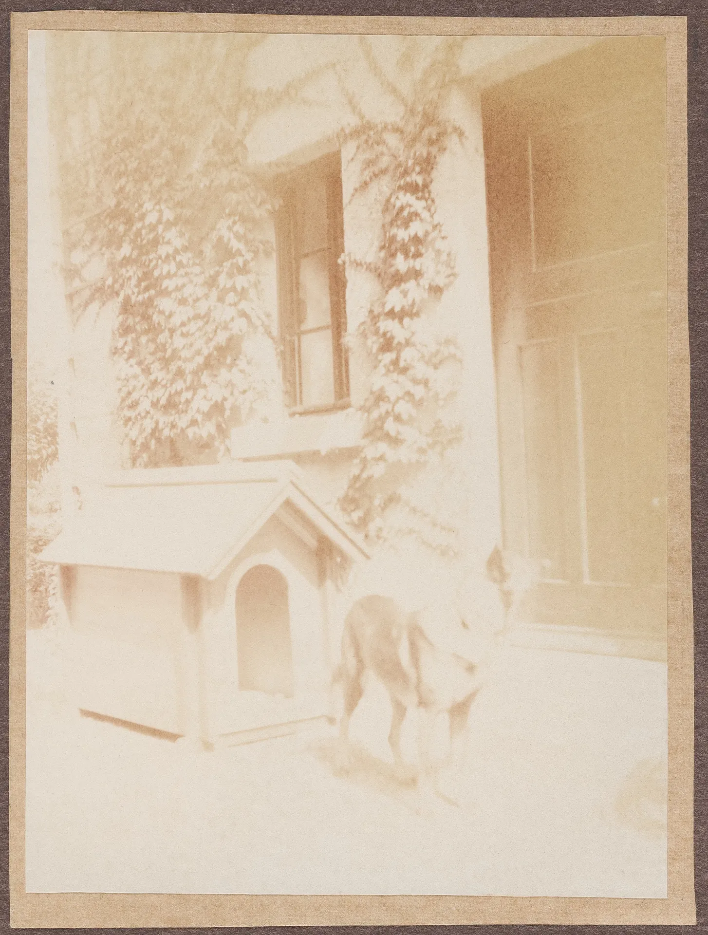 Der Hund von Ottilie W. Roederstein und Elisabeth H. Winterhalter vor deren Haus, Hofheim am Taunus